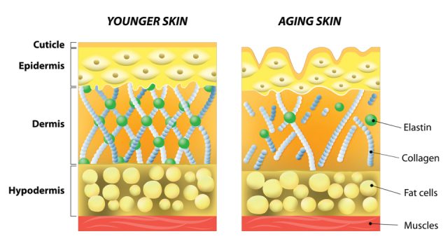 年轻皮肤vs老化皮肤