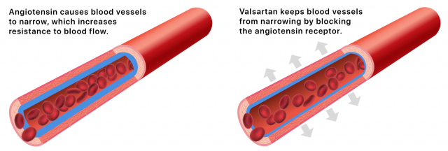 说明缬沙坦如何在血管中释放高血压。