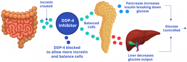 DDP-4抑制剂如何控制血糖图