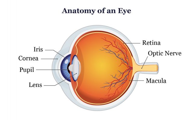眼睛的解剖