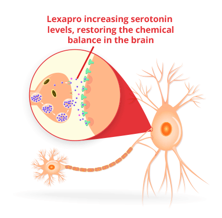 Lexapro可以增加大脑中的血清素水平